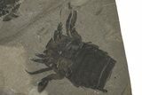 Fossil Eurypterus (Sea Scorpion) Multiple - New York #369274-2